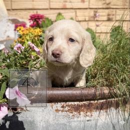 Ranger - CKC Registered :: Light Blue - Cream male Dachshund puppy in Erick, Oklahoma from 4-L Backyard Dach