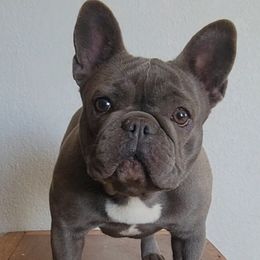 French Bulldogs from Beast-A-Bullz French Bulldogs