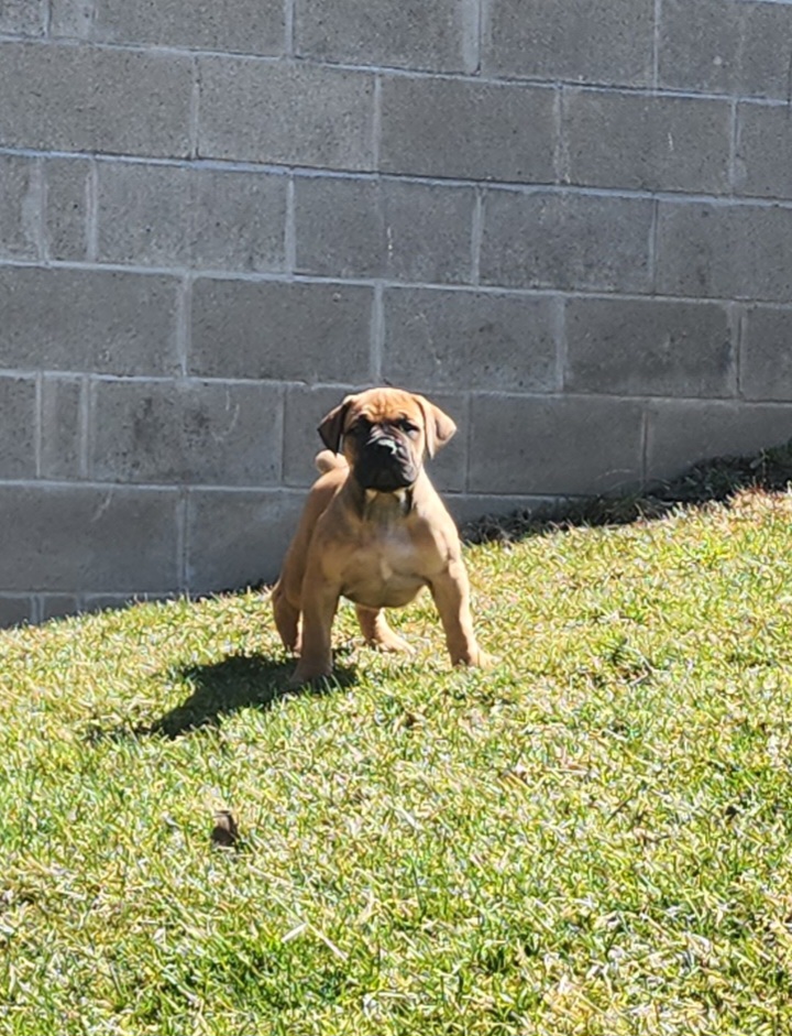 Girl 2 - Boerboel puppy in Naples, New York from Freedom Boerboels LLC