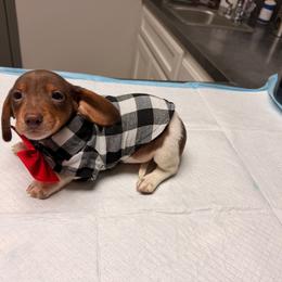 Buddy love - Piebald male Dachshund puppy in Magnolia, Texas from Carrie’s Countryside Dachshunds