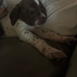 Yellow - White and liver female German Shorthaired Pointer puppy in Spencer, Massachusetts from Outback Kennels