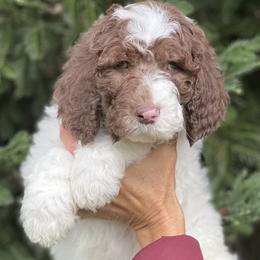 Turquoise collar boy - male Newfypoo puppy in Fairfield, California from Twin Sisters Doodles