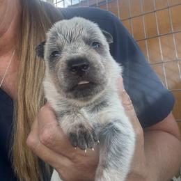 Boy 3 - Blue speckled male Australian Cattle Dog puppy in Valley Mills, Texas from Bottoms Up Cattle Dogs