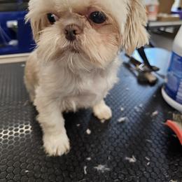 Lacee Lulu Costner - White female Shih Tzu puppy in Kings Mountain, North Carolina from NC Shih Tzus by Tammy