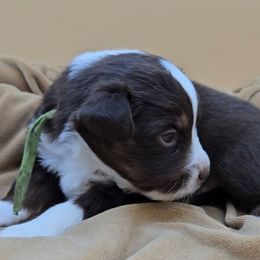 Green Collar Male - Red tri-color male Miniature American Shepherd puppy in Lexington, Kentucky from Deuce's Den