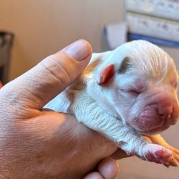 Piebald Female 1 - White female Boxer puppy in Madras, Oregon from BnT Boxers