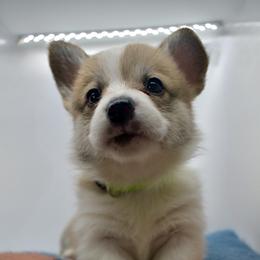 Titus - Sable female Pembroke Welsh Corgi puppy in Alvin, Texas from Cottonwood Corgis