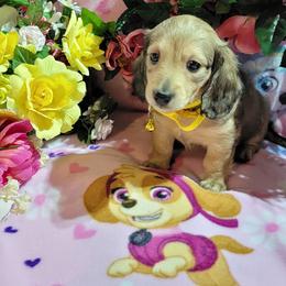 Dachshund Puppies from CLARK'S BREEDING PROGRAM