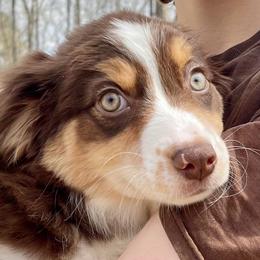 Irish Heather - Red tri female Miniature Australian Shepherd puppy in Somerset, Kentucky from Natural Life Ranch