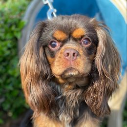 Lucky - Cavalier King Charles Spaniel