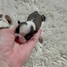 Boy 4 - Black brindle and white male Boston Terrier puppy in Eight Mile, Alabama from Bishop's Bostons