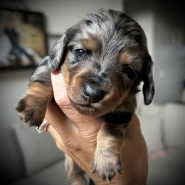 Dachshund Puppies from Doxie View Acres