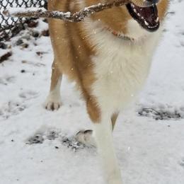 Hank - Sable and white male Collie puppy in Kentucky from Calibre Collies