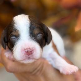 July - Tri-color male Cavapoo puppy in Yuciapa, California from AlltheDoodlez_
