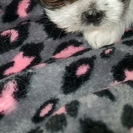 Shih Tzu Puppies from Jocelyn Burkey's Shih Tzus