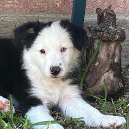 Sua - Black and white female Border Collie puppy in Mckinney, Texas from Border Collies of Ruidoso