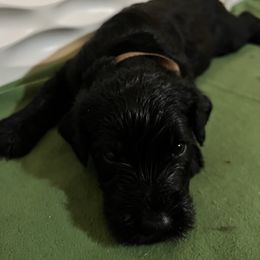 Brown collar - Pepper and salt male Giant Schnauzer puppy in Atoka, Oklahoma from Hannah's Haus & Farm