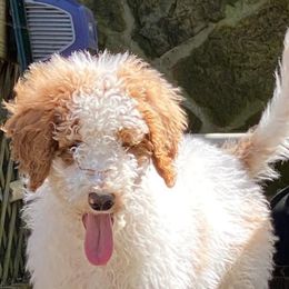 Aussiedoodles, Goldendoodles, and Sheepadoodles from The Yuppy Puppy Doodle Company
