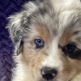 Australian Shepherds from Pinewood Australian Shepherds