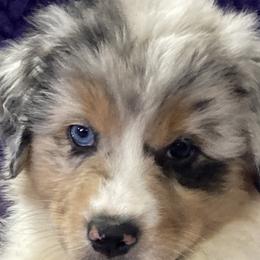 Australian Shepherds from Pinewood Australian Shepherds