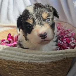 Henry - Black and white male American Corgi puppy in Mansfield, Ohio from Moonrise corgis