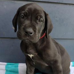 JANET Black brindle point - Black female Great Dane puppy in Port Clinton, Ohio from LakeSide Danes