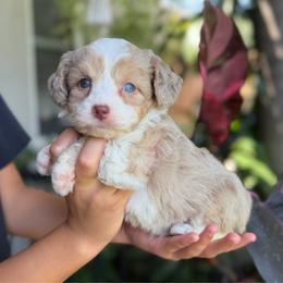 Maximus - Red tri-color male Aussiedoodle puppy in Los Angeles, California from LA’s Favorite Puppies