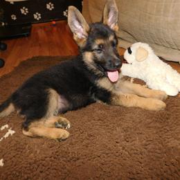German Shepherd Puppies from Countryside Kennel