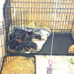 Dachshund Puppies from White River Valley Kennel