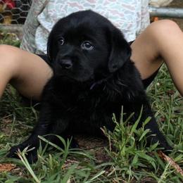Purple girl - Black female Labrador Retriever puppy in Seymour, Tennessee from Pride of the Southland Labs