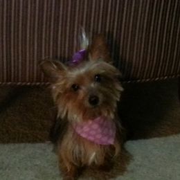 Flo - Yorkshire Terrier