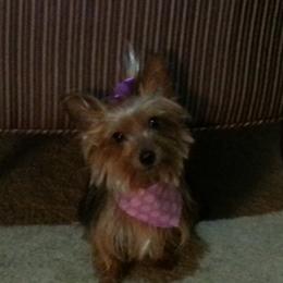 Flo - Yorkshire Terrier