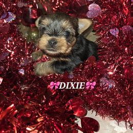 Maltese and Yorkshire Terrier Puppies from TLC Kennels TenderLittleCuties
