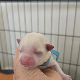 Valentino - White male Maltese puppy in Jacksonville, North Carolina from Grantham Maltese