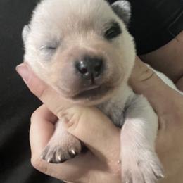 -Boy 2 - Blue male Australian Cattle Dog puppy in Kaufman, Texas from Emberwick Ranch