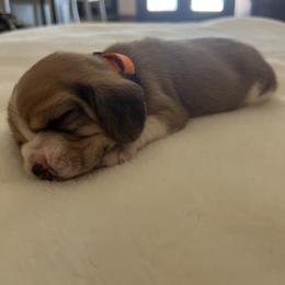 Milo - Red and white male Beagle puppy in Brownsboro, Texas from Willow Bark Beagles