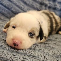AKC Cardigan Boy 'Trek - Blue merle and white male Cardigan Welsh Corgi puppy in Tombstone, Arizona from WeVolution Off-Grid