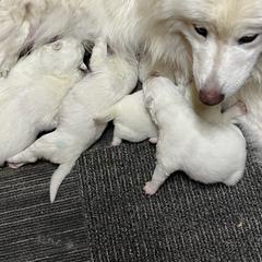 Female three available - White female Samoyed puppy in Spring City, Utah from White Rocks Samoyeds