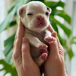 Maroon - Tricolors female French Bulldog puppy in Wagoner, Oklahoma from Frenchie Frys
