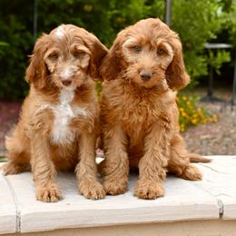Irish Doodle puppies from Sun Valley Goldendoodles