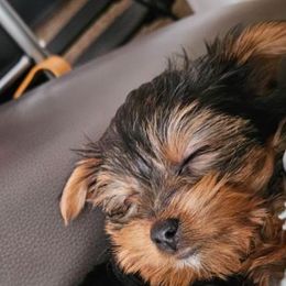 Yorkshire Terrier Puppies from Jaydas Lil Jewels