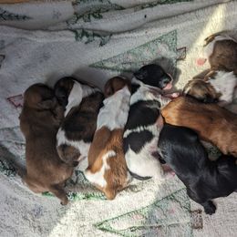 Shih Tzu Puppies from Cisneros Shih-tzu