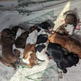 Shih Tzu Puppies from Cisneros Shih-tzu