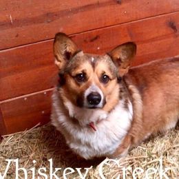 Dobby  - Pembroke Welsh Corgi