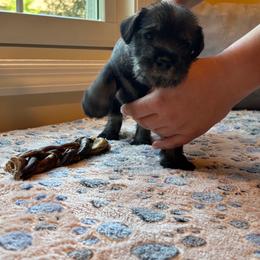 Standard Schnauzer Puppies from Harbor Hill Standard Schnauzers