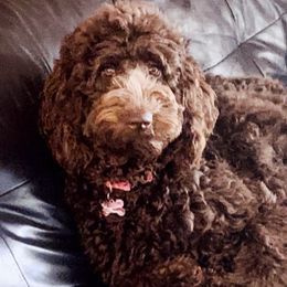 Bailey - Goldendoodle