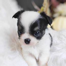Blizzard - Black and white male Chihuahua puppy in Wayland, Michigan from MI Chihuahua
