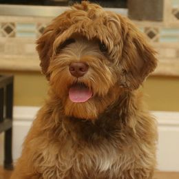 Graham - Australian Labradoodle