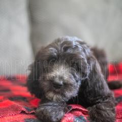 Goldendoodle Puppies from Doodle Me This Goldendoodles