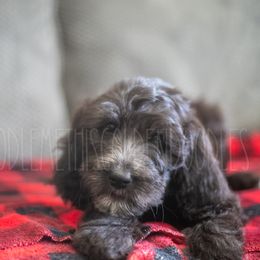 Goldendoodle Puppies from Doodle Me This Goldendoodles
